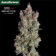Shortcut Autoflower Seeds ILGM Discount Code