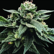 Sorbet Stash - 5PACK - Feminised - DNA Genetics Amsterdam Seed Center Coupon Code