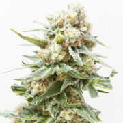 Swiss (Indica) Seeds Pacific Seed Bank Promo Code