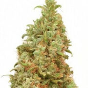 THC-Victory - Feminised - Dutch Passion Amsterdam Seed Center Promo Code