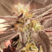 White Clouds Genetics – Dragon Blues (Feminized) Neptune Seed Bank Promo Code