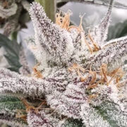 White Clouds Genetics – Ghost Car (Feminized) Neptune Seed Bank Promo Code