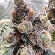 White Clouds Genetics – Goblin Mode (Feminized) Neptune Seed Bank Discount Code