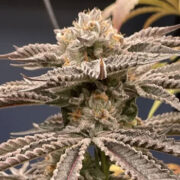 White Clouds Genetics – KT-22 (Feminized) Neptune Seed Bank Discount Code