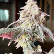 White Clouds Genetics – Meduso (F) Neptune Seed Bank Promo Code