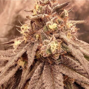 White Clouds Genetics – Metal Storm Neptune Seed Bank Promo Code