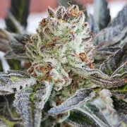 White Clouds Genetics – Phosphorescent (Feminized) Neptune Seed Bank Promo Code