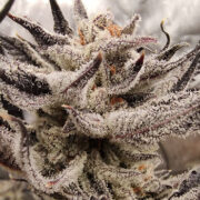 White Clouds Genetics – Space Time (Feminized) Neptune Seed Bank Promo Code