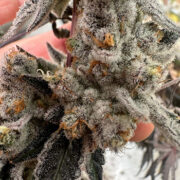 White Clouds Genetics – Winter Storm (Feminized) Neptune Seed Bank Promo Code