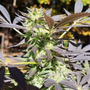 White Clouds Genetics – Zombie Storm (Feminized) Neptune Seed Bank Promo Code