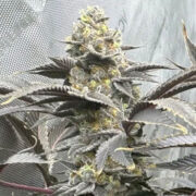 White Clouds Genetics – Zombie Storm S1 (Feminized) Neptune Seed Bank Coupon Code