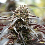 White Runtz Fast Flowering - Humboldt Seeds Amsterdam Seed Center Promo Code