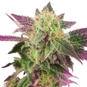 Aurora Borealis Auto Pacific Seed Bank Coupon Code
