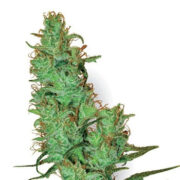 Montana Silvertip Seeds Pacific Seed Bank Promo Code