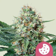 Royal Cookies Royal Queen Seeds Promo Code