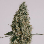 Northern Lights Seeds ILGM Promo Code