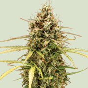 Milky Way F1 Seeds Royal Queen Seeds Discount Code