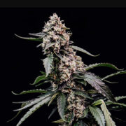 Orbital Banana F1 Royal Queen Seeds Promo Code