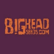 BigHeadSeeds.com The Vault Seeds Promo Code