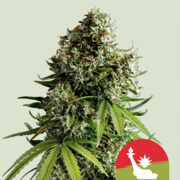 NYC Sour D Auto Royal Queen Seeds Promo Code