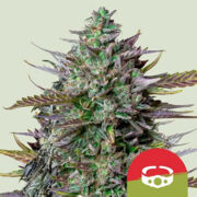 GOAT'lato Auto Royal Queen Seeds Promo Code