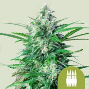 Royal AK Auto Royal Queen Seeds Discount Code