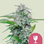 Critical aka Critical Mass Seeds Royal Queen Seeds Promo Code