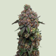 Cosmic Cheddar F1 Royal Queen Seeds Promo Code