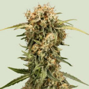 Medusa F1 Seeds Royal Queen Seeds Discount Code