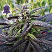 Purple Ghost Candy Feminized Seeds Seedsman Discount Code